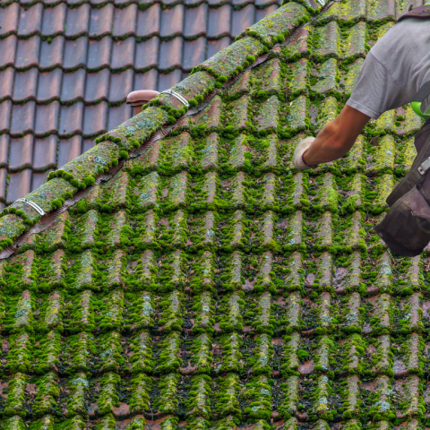 Roof Moss Removal